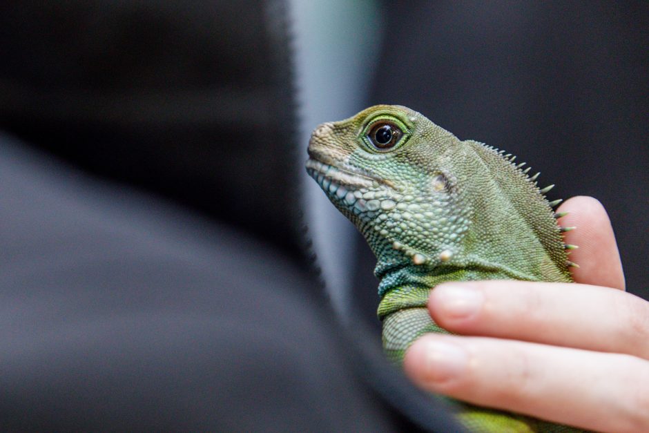 Zoologijos sode gyvenantis drakonas išpranašavo, kokie bus ateinantys 2024-ieji 