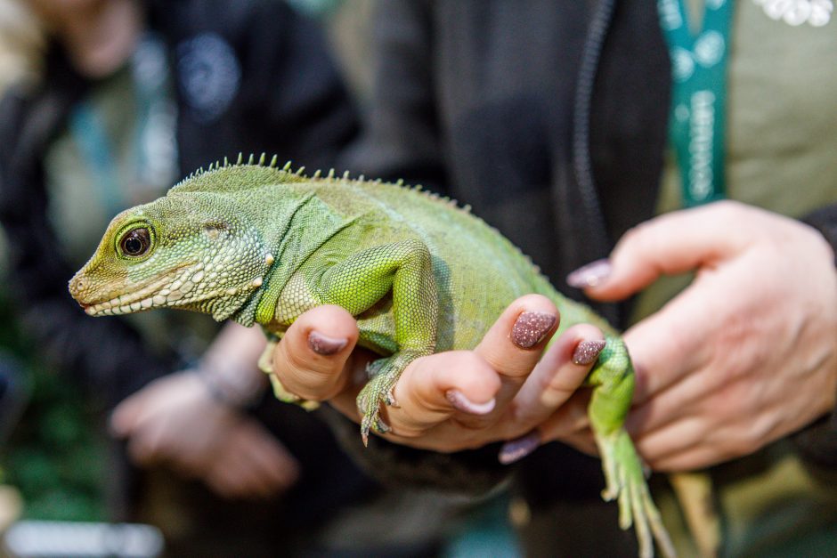 Zoologijos sode gyvenantis drakonas išpranašavo, kokie bus ateinantys 2024-ieji 