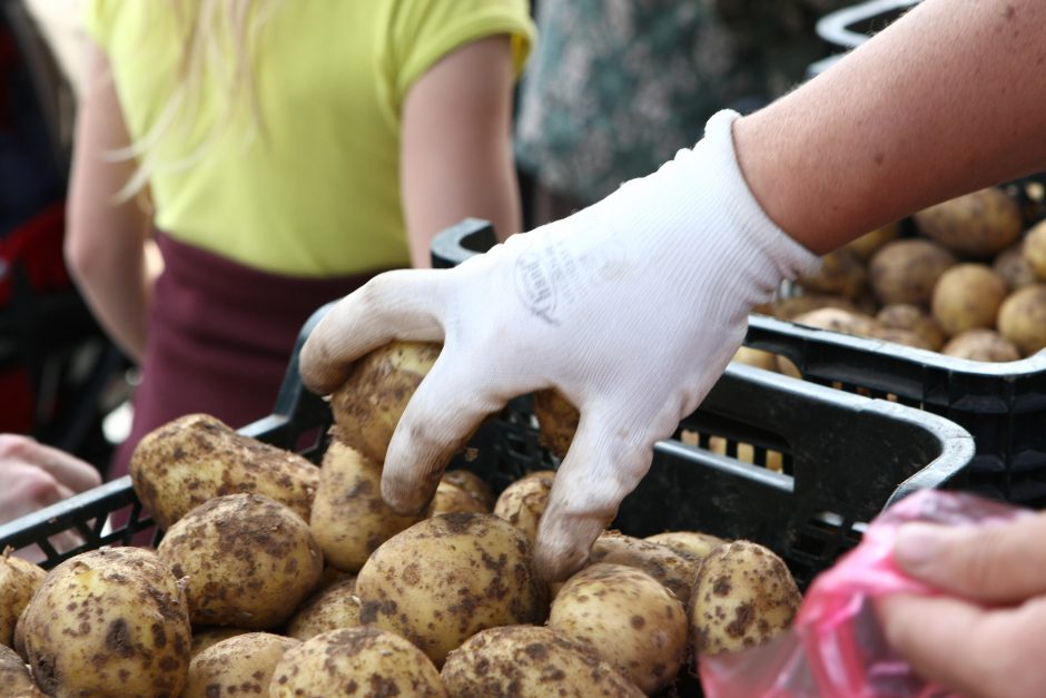 Ūkininkai planuoja auginti mažiau bulvių
