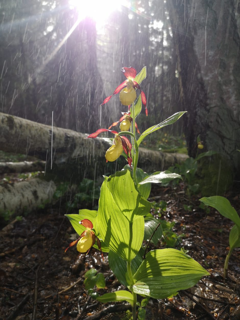 Muitinės darbuotojos hobis – laukinės orchidėjos