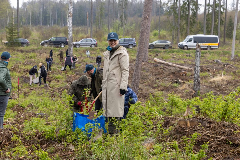 Nacionalinis miškasodis – ir Kauno rajone: nesutrukdė net lietus