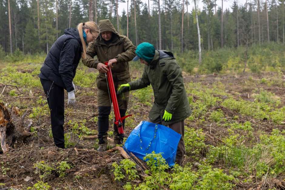 Nacionalinis miškasodis – ir Kauno rajone: nesutrukdė net lietus