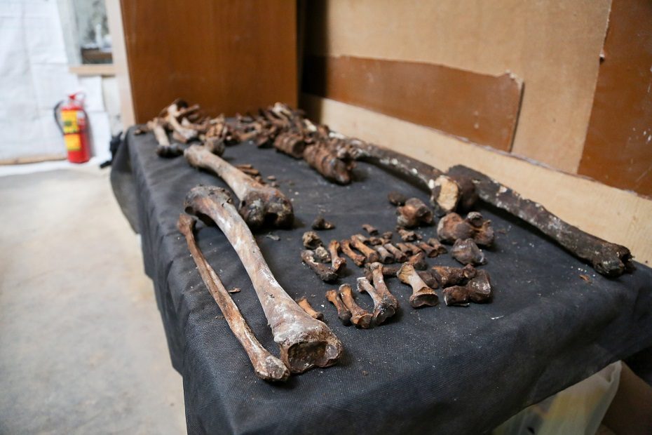 Vilniaus rajone rasta žmogaus kaukolė, kaulai