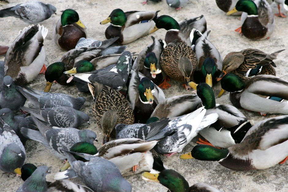 Nyderlandai sunaikins 8 tūkst. ančių, kad sustabdytų paukščių gripo protrūkį