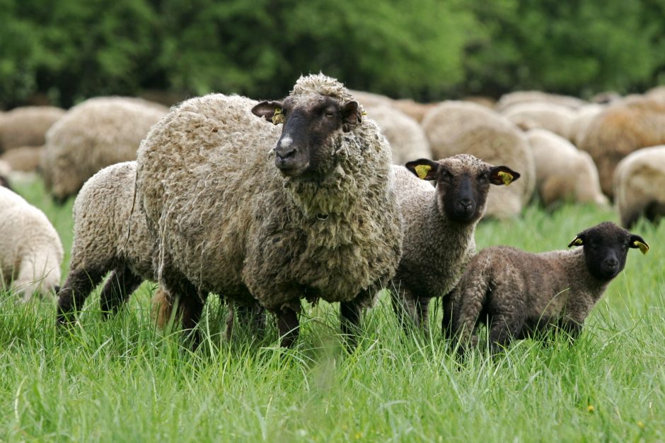 Atverta JAV rinka paskatins avininkystę