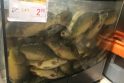 Aplaidumas: su nuolaida pardavinėtos gyvos žuvys „Iki“ parduotuvėje neatrodė patraukliai.