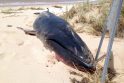 Radinys: šio banginio kūnas Australijos paplūdimyje sujaudino mokslininkus.