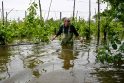 Įtampa: liūčių ir potvynių užklupto regiono sodininkai baiminasi, kad vanduo bus negrįžtamai pakenkęs vaismedžiams.