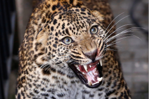 Giminaičiai iš leopardo nasrų išgelbėjo trejų metų berniuką