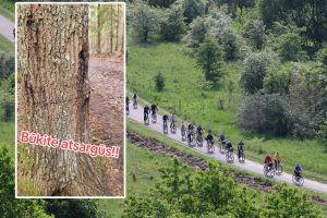 Kas vyksta Kleboniškio miške: prabilo apie mirtinus spąstus dviratininkams