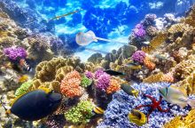 Ėmėsi misijos veisti koralus laboratorijoje: ar tai išgelbės nuo išnykimo?